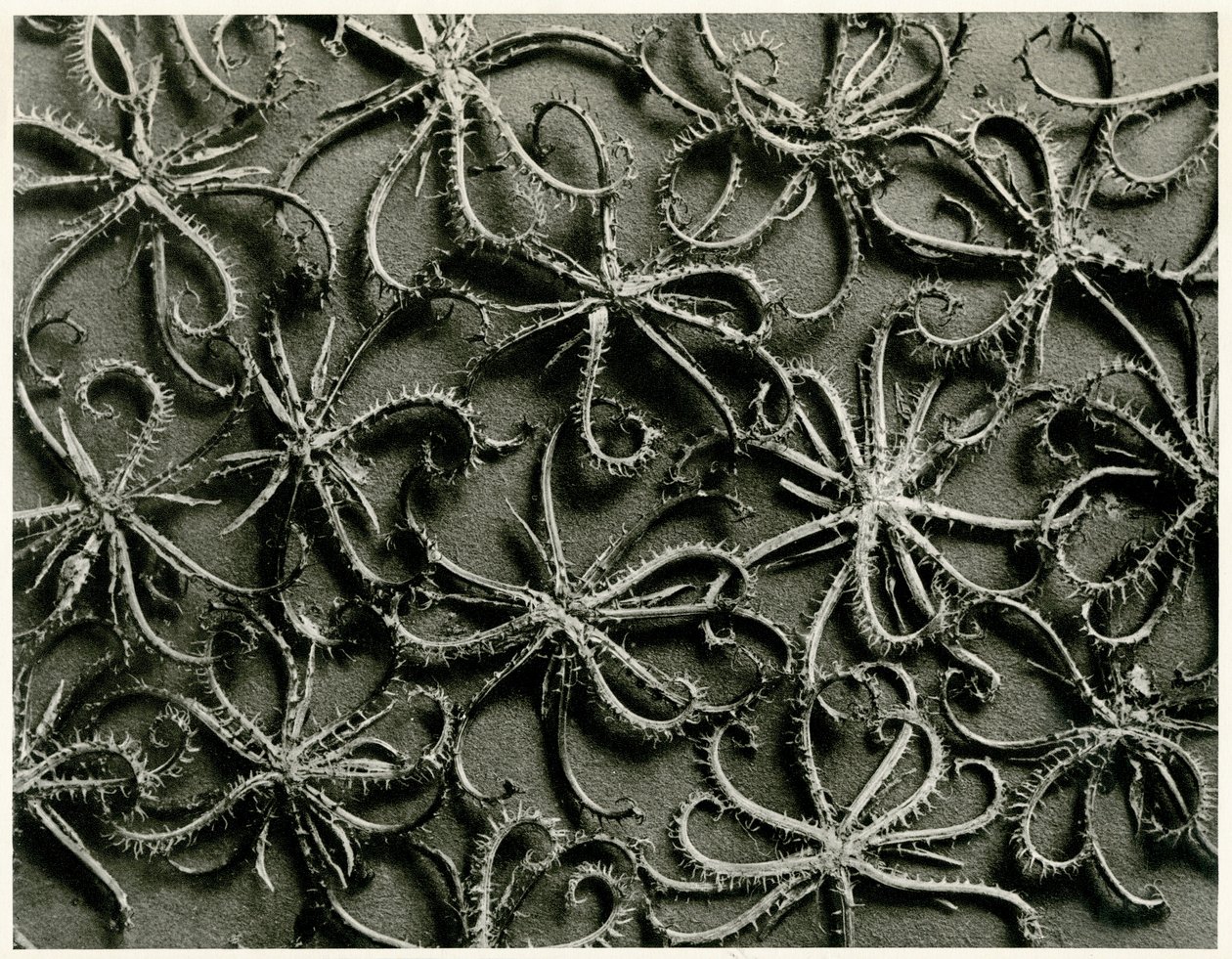 Koelpinia Linearis. 1929 (fotografering) af Karl Blossfeldt
