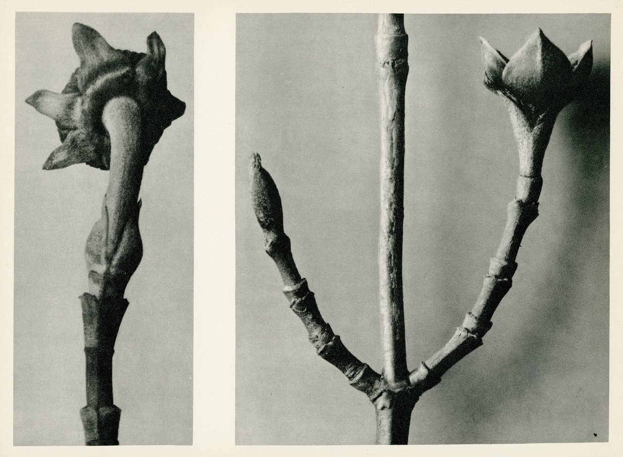 Unavngivet undersøgelse. 1929 (fotogravure) af Karl Blossfeldt