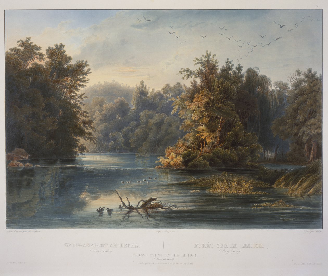 Skovscene på Lehigh af Karl Bodmer