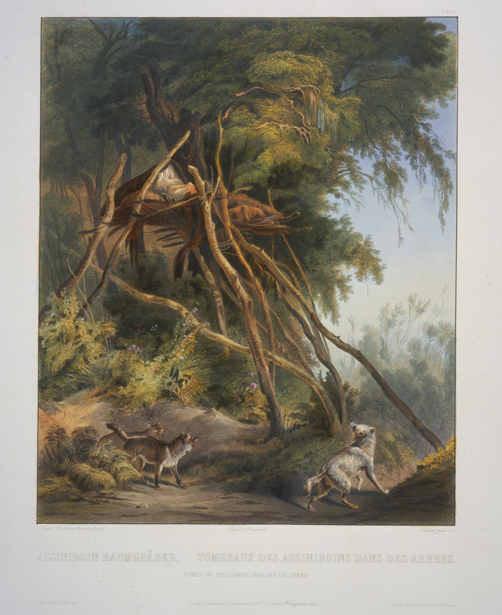 Assiniboin-indianernes grave på træer af Karl Bodmer