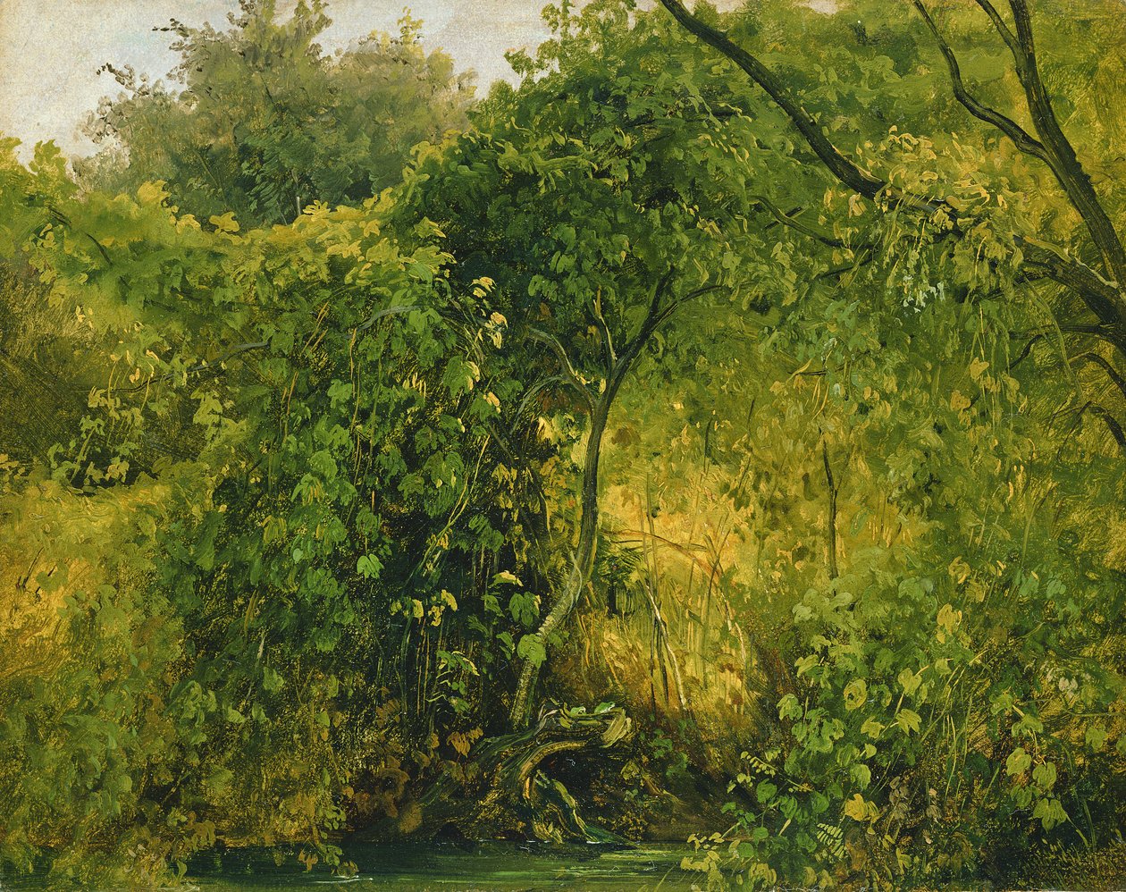 Buske ved Pillnitz, ca. 1818-28 (olie på papir) af Karl Gustav Carus