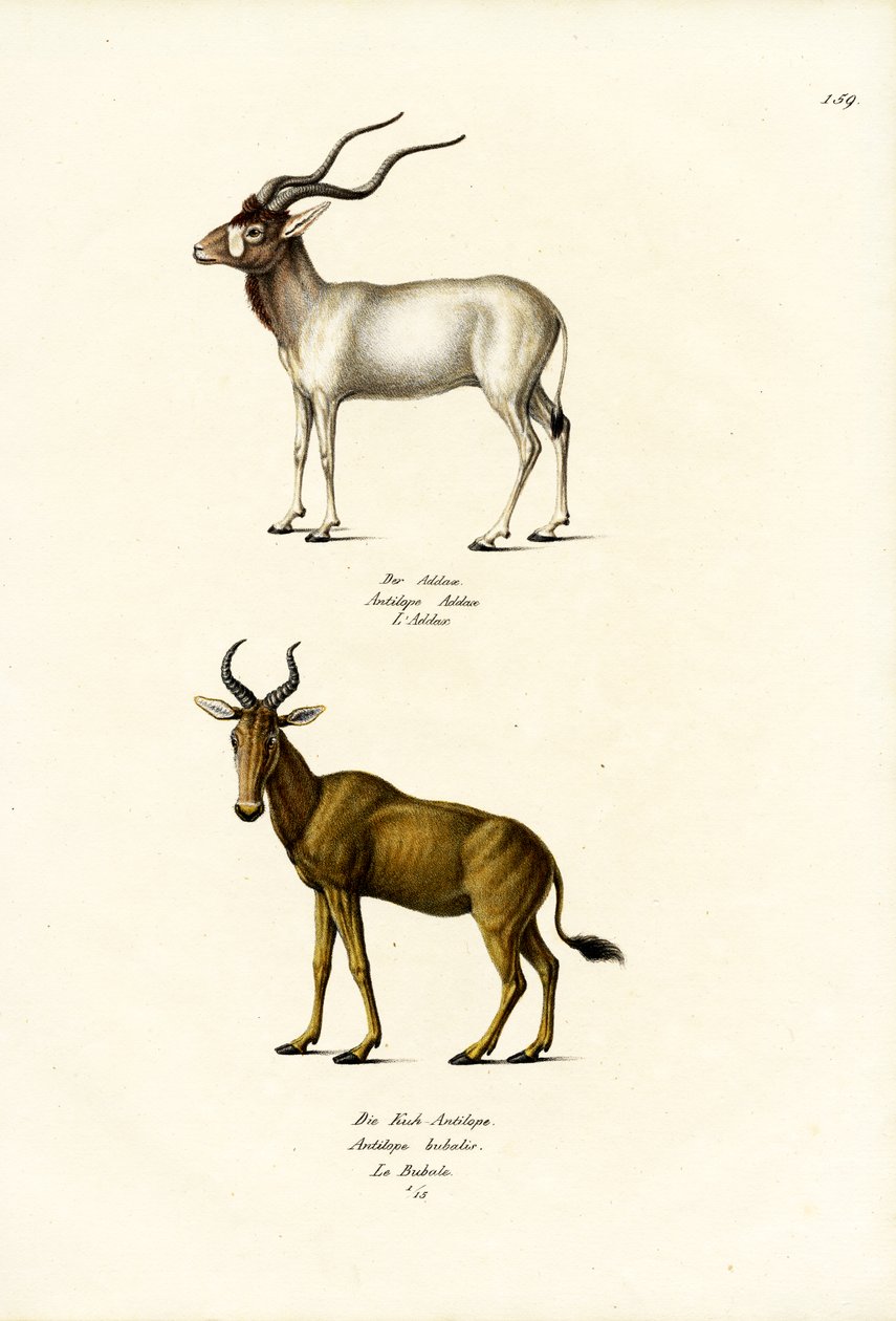 Addax, 1824 af Karl Joseph Brodtmann