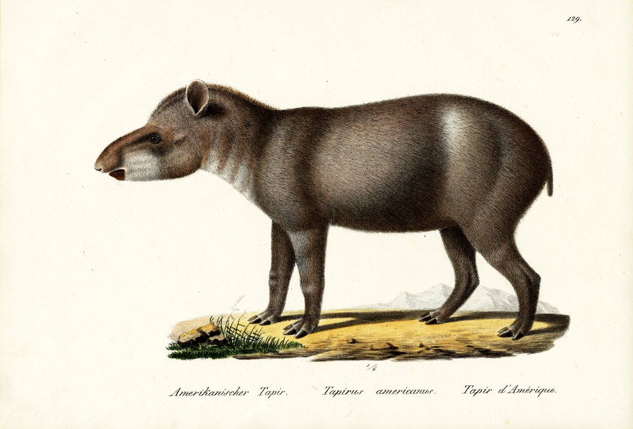 Amerikansk Tapir, 1824 af Karl Joseph Brodtmann
