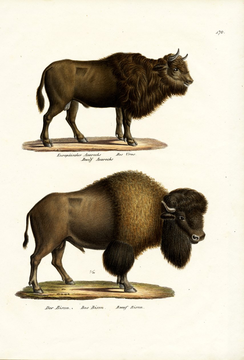 Uroks, 1824 af Karl Joseph Brodtmann