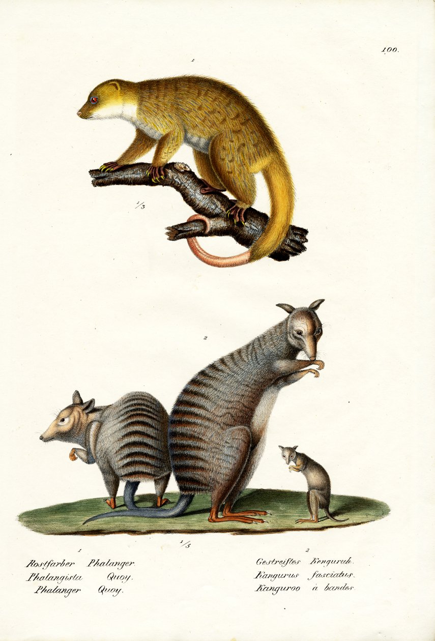 Banded Wallaby, 1824 af Karl Joseph Brodtmann