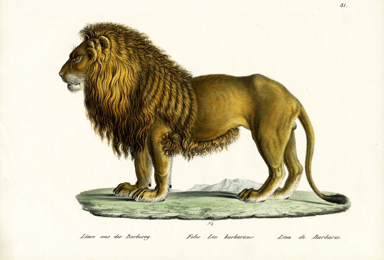Barbary Lion, 1824 af Karl Joseph Brodtmann