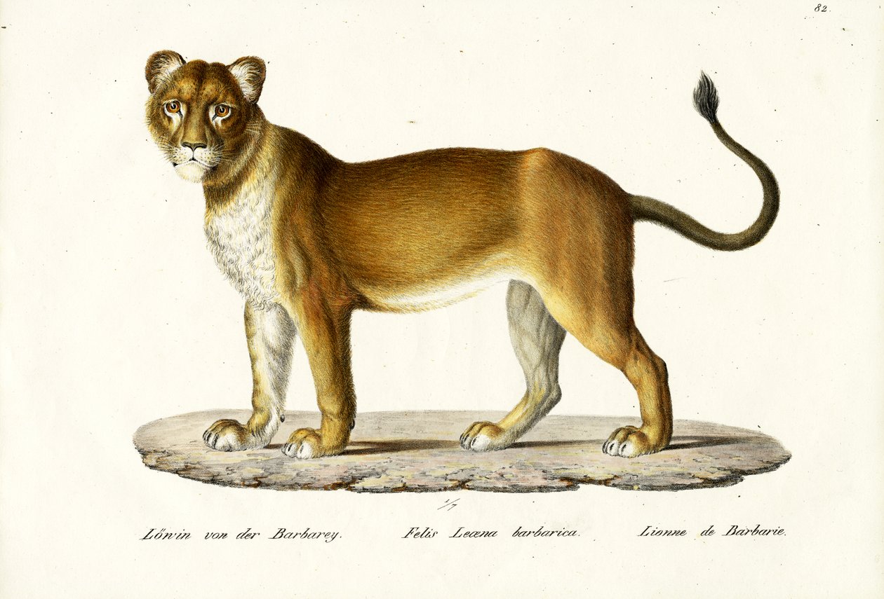 Barbary Løvinne, 1824 af Karl Joseph Brodtmann