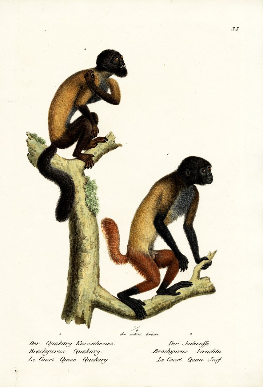 Bearded Saki, 1824 af Karl Joseph Brodtmann