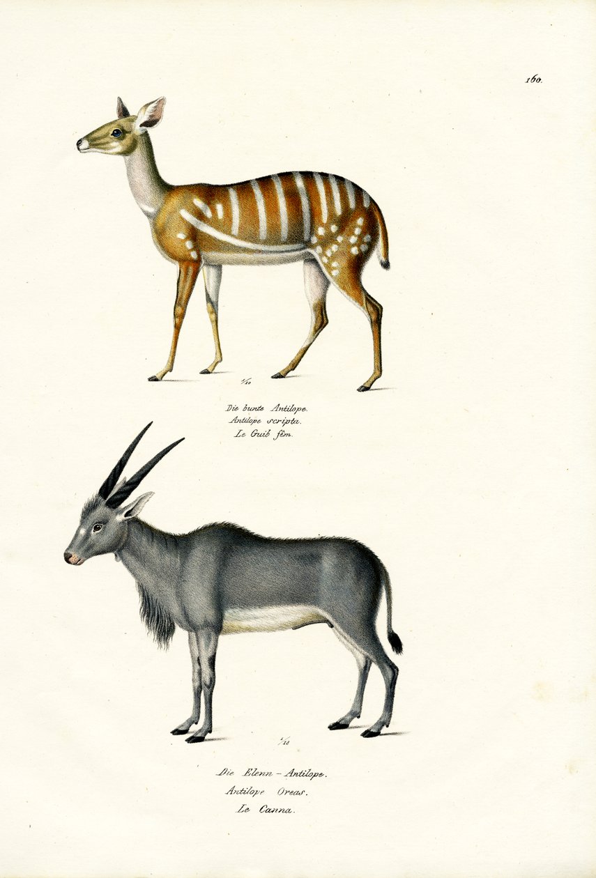 Bushbuck, 1824 af Karl Joseph Brodtmann