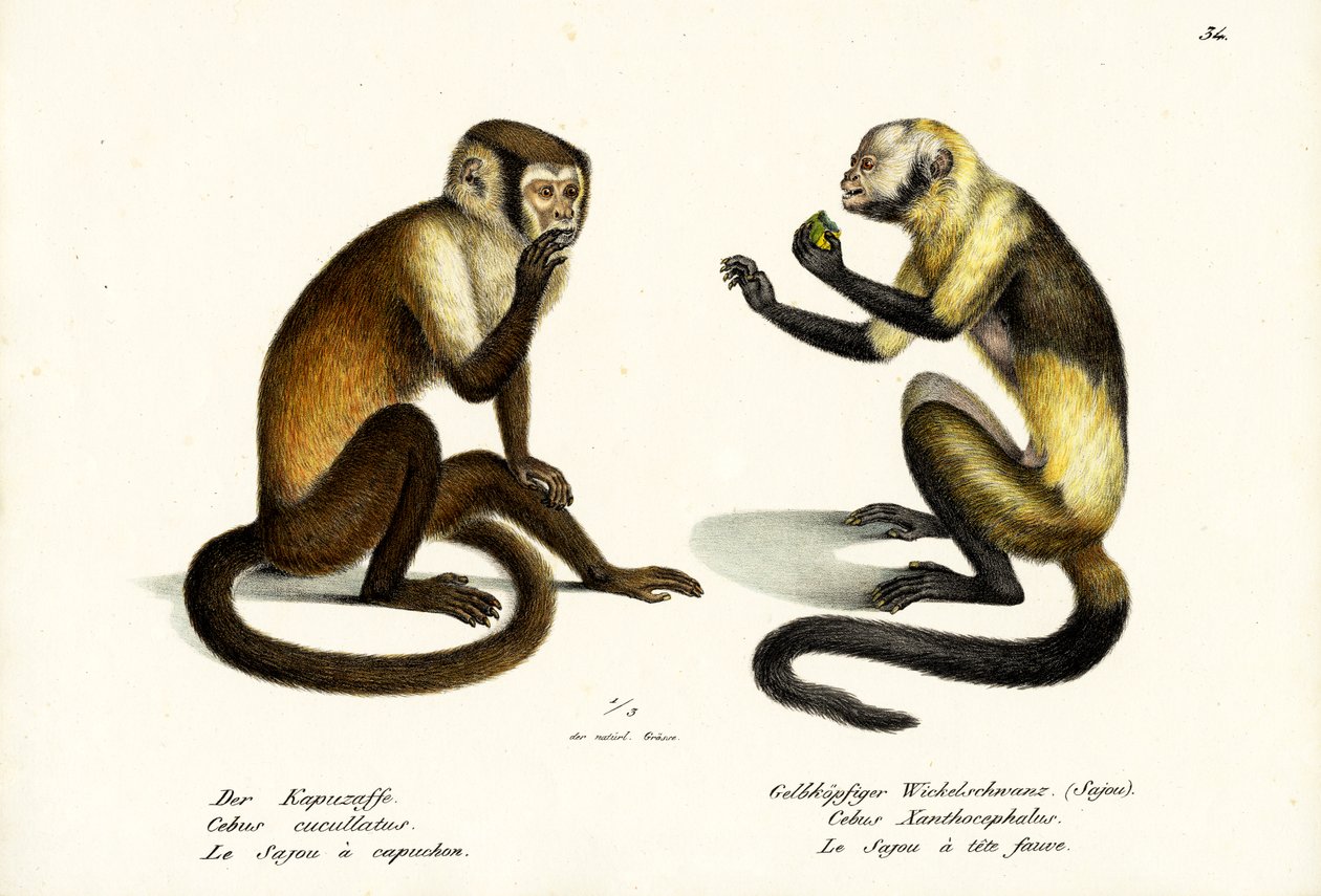 Kapucinabe, 1824 af Karl Joseph Brodtmann