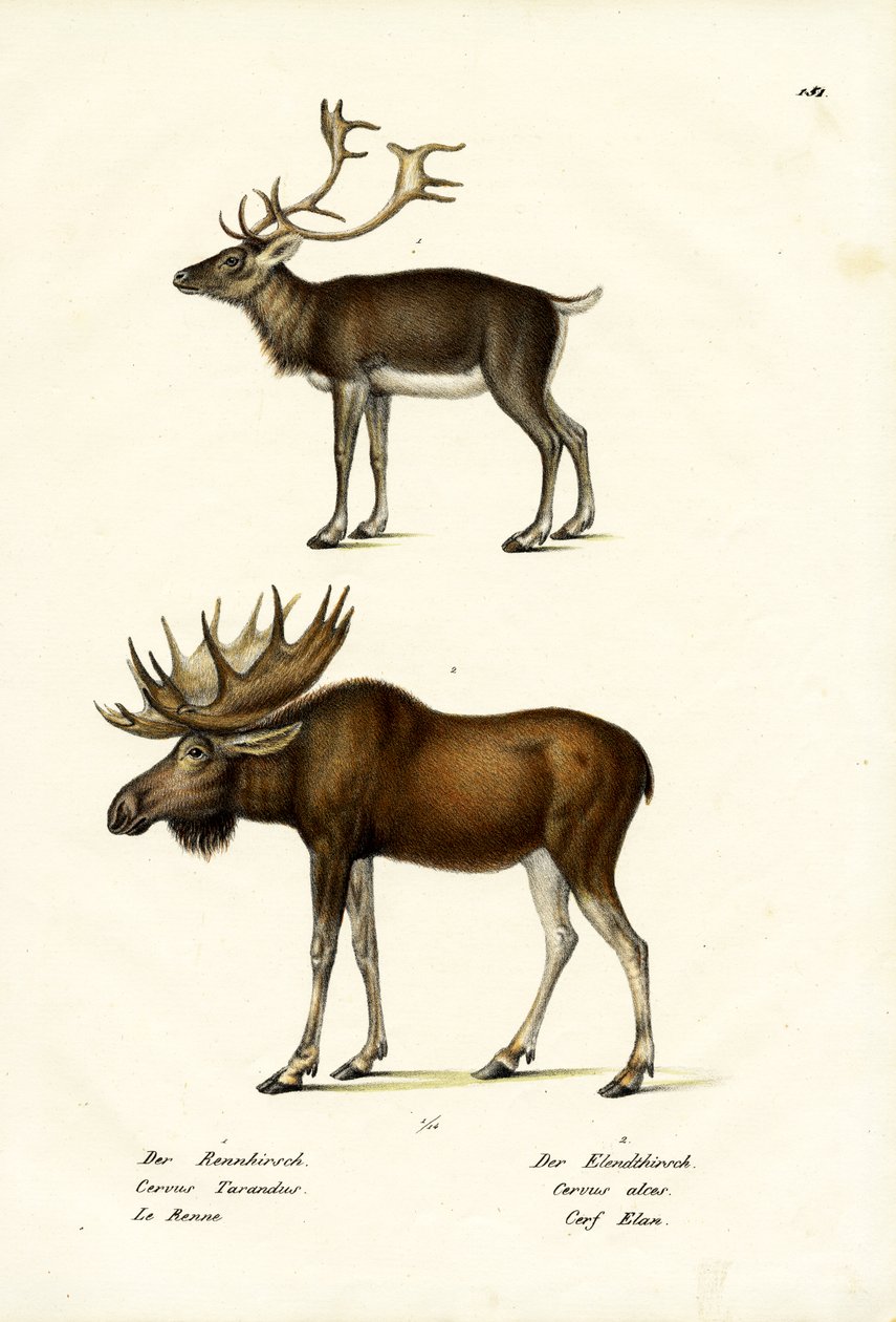 Caribou, 1824 af Karl Joseph Brodtmann