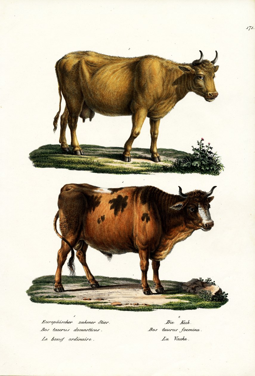 Kvæg, 1824 af Karl Joseph Brodtmann
