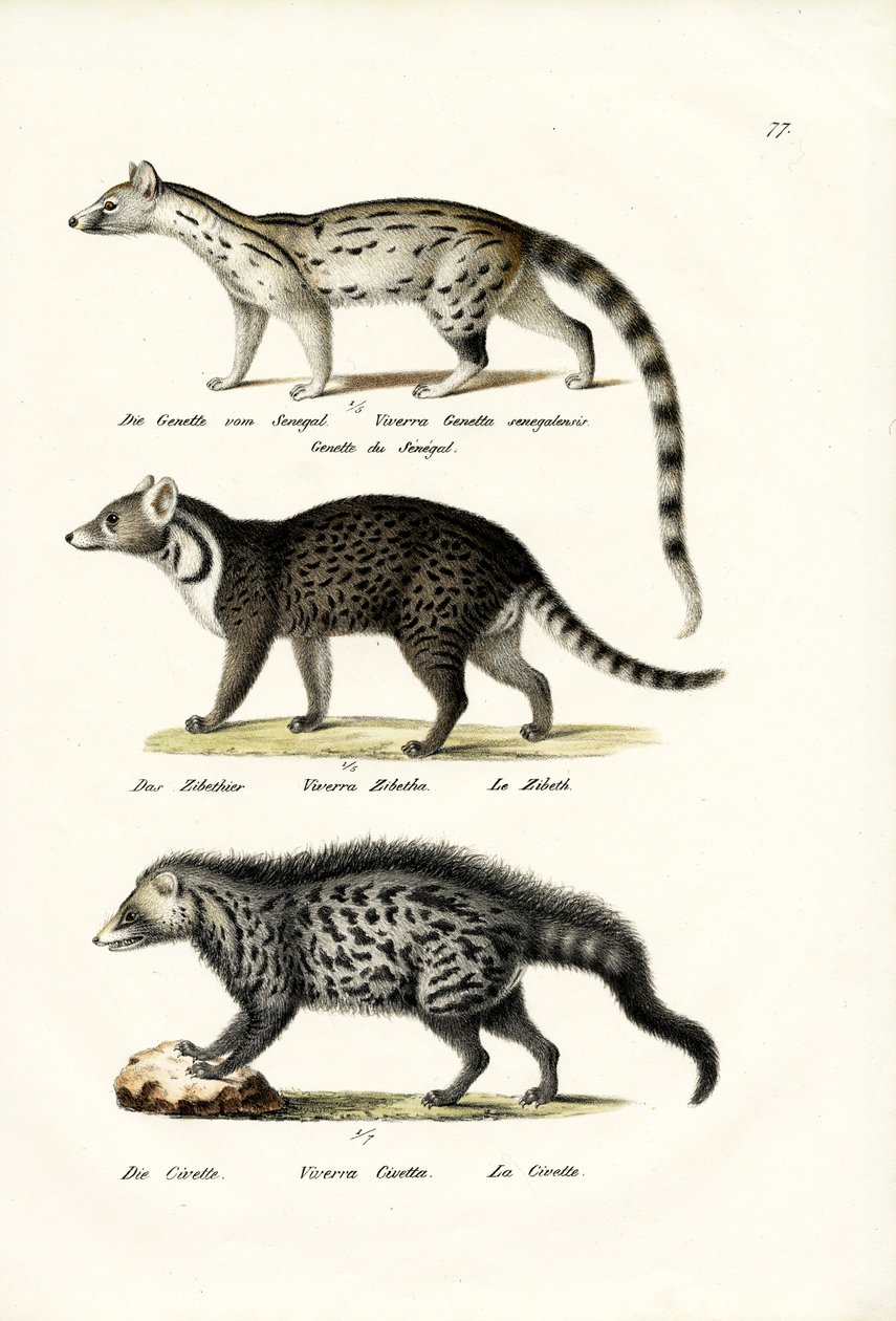 Civet, 1824 af Karl Joseph Brodtmann