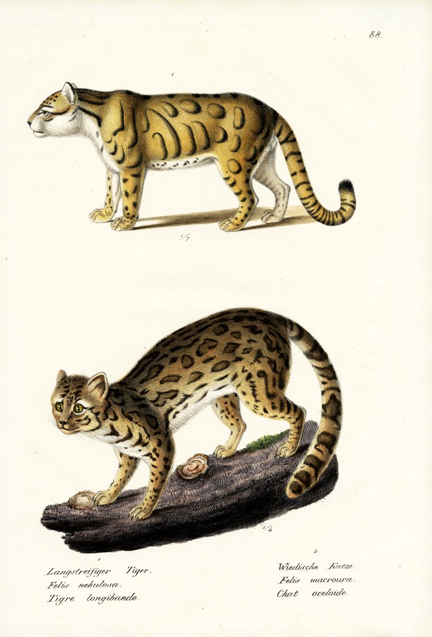 Skyet leopard, 1824 af Karl Joseph Brodtmann