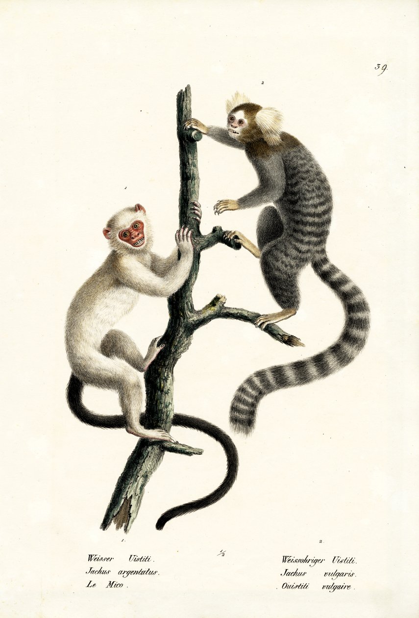 Almindelig silkeabe, 1824 af Karl Joseph Brodtmann