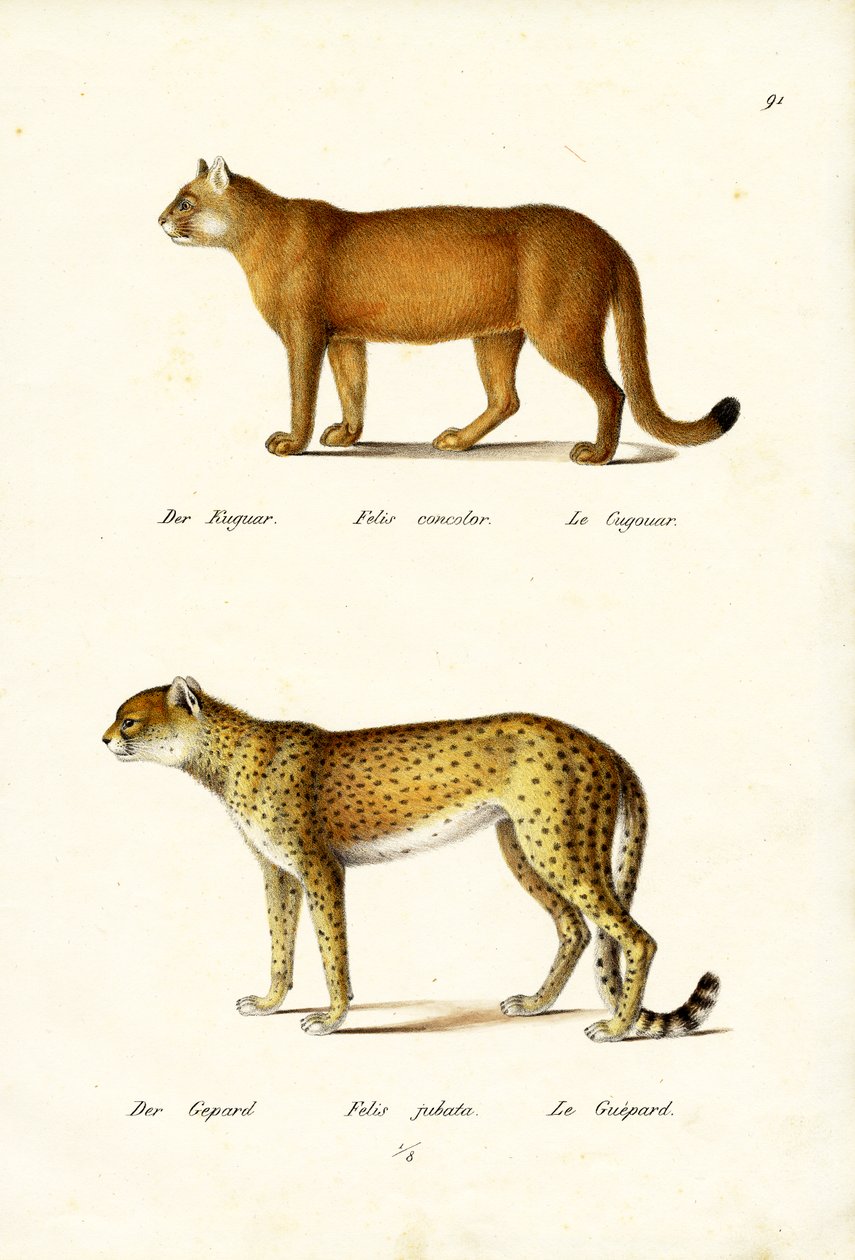 Cougar, 1824 af Karl Joseph Brodtmann