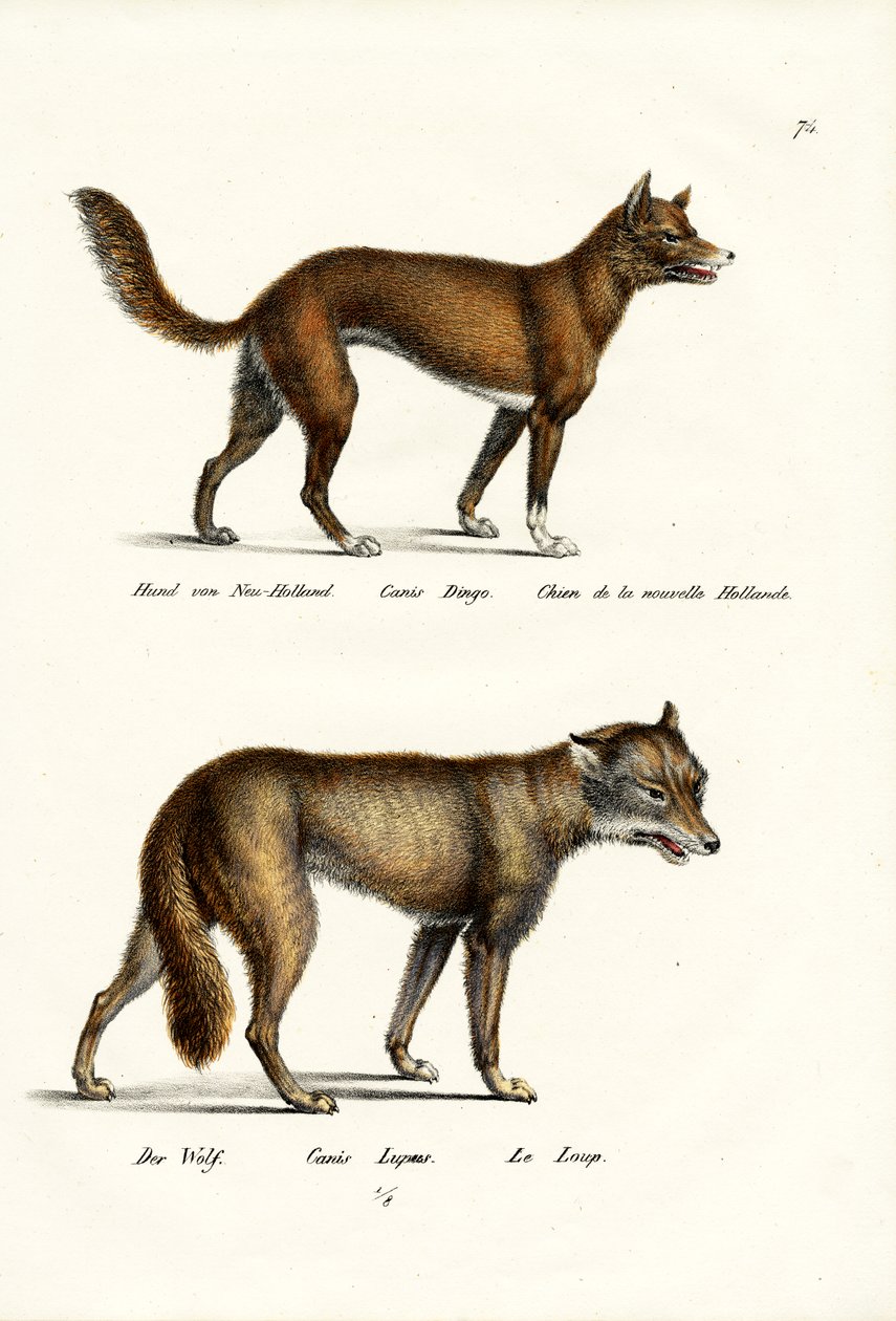 Dingo, 1824 af Karl Joseph Brodtmann