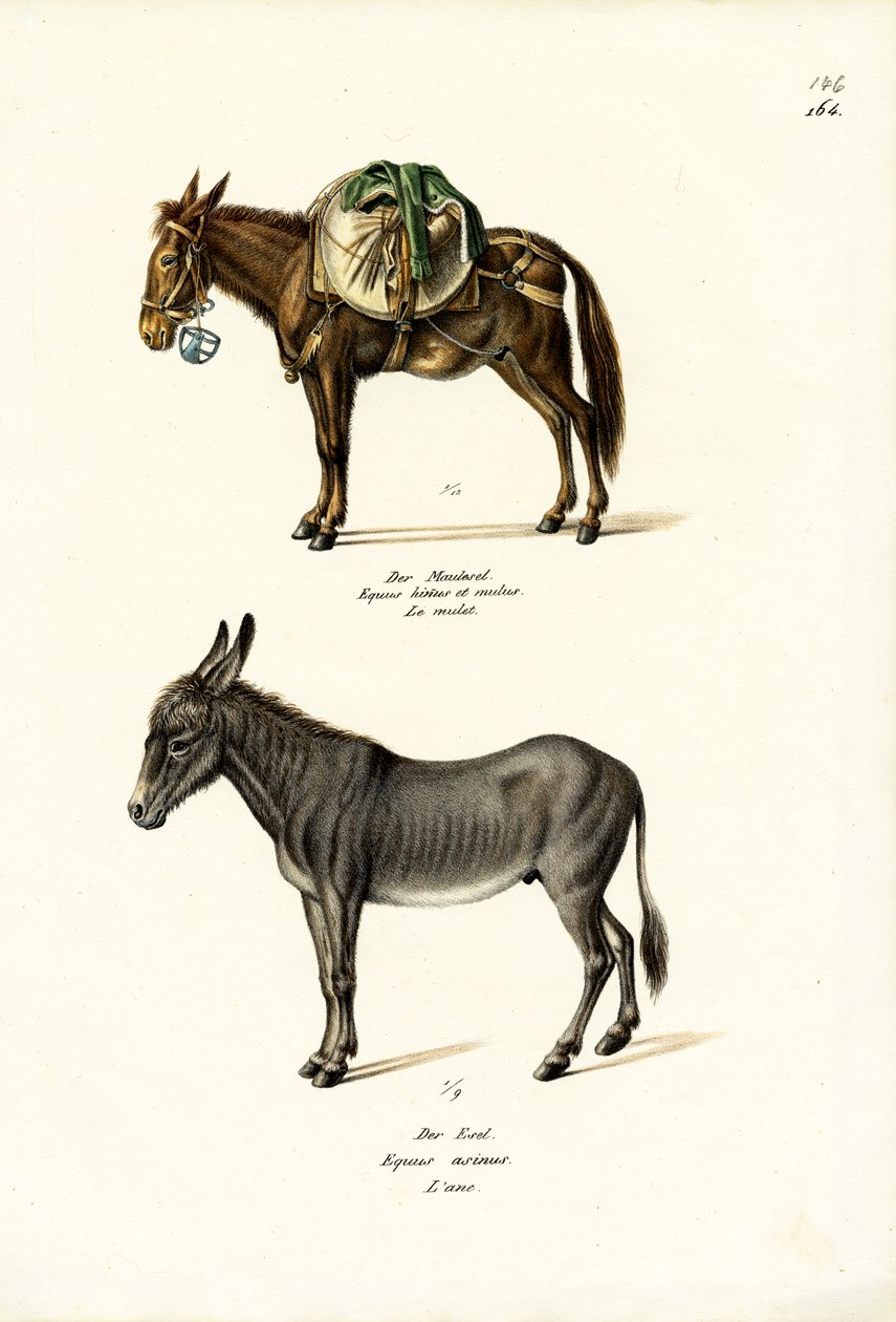 Æsel, 1824 af Karl Joseph Brodtmann