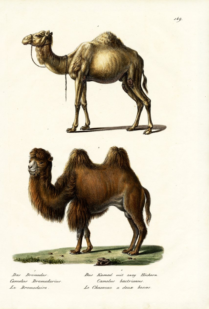 Dromedar, 1824 af Karl Joseph Brodtmann