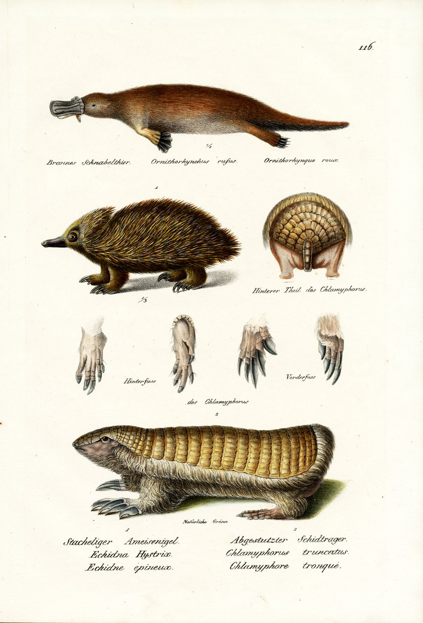 Duckbilled Platypus, 1824 af Karl Joseph Brodtmann