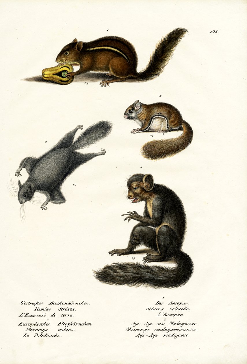 Østligt jordegern, 1824 af Karl Joseph Brodtmann