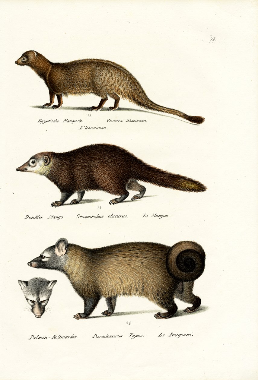 Egyptisk Mongoose, 1824 af Karl Joseph Brodtmann