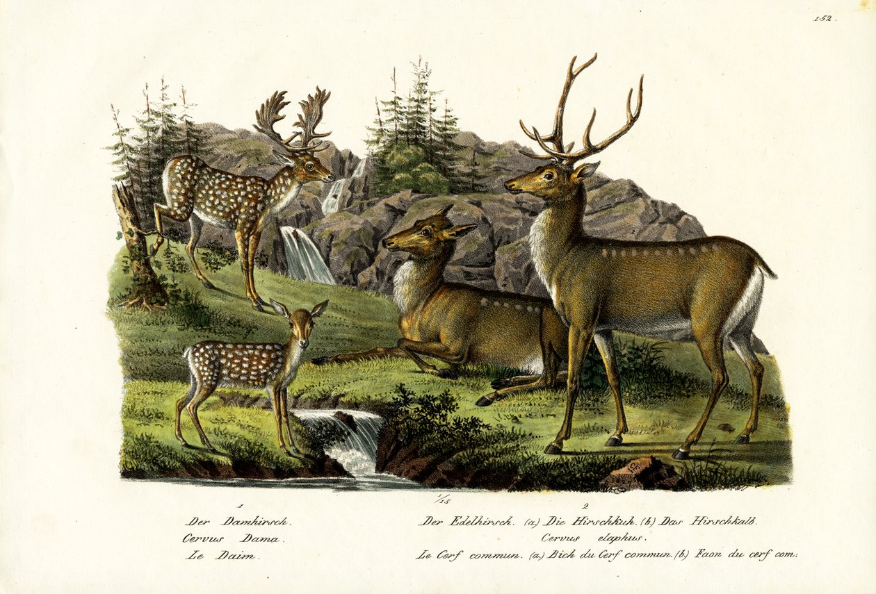 Dådyr, 1824 af Karl Joseph Brodtmann