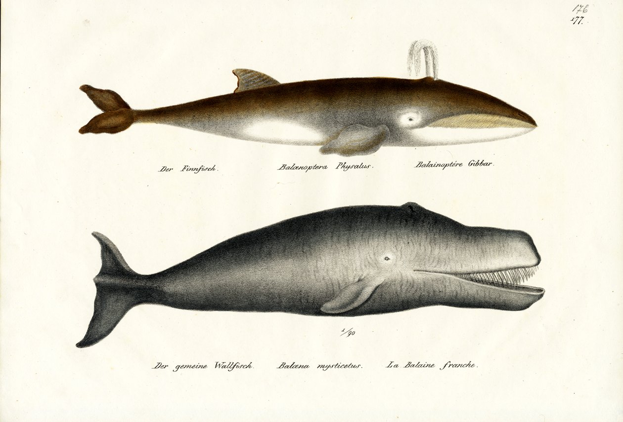 Finhval, 1824 af Karl Joseph Brodtmann