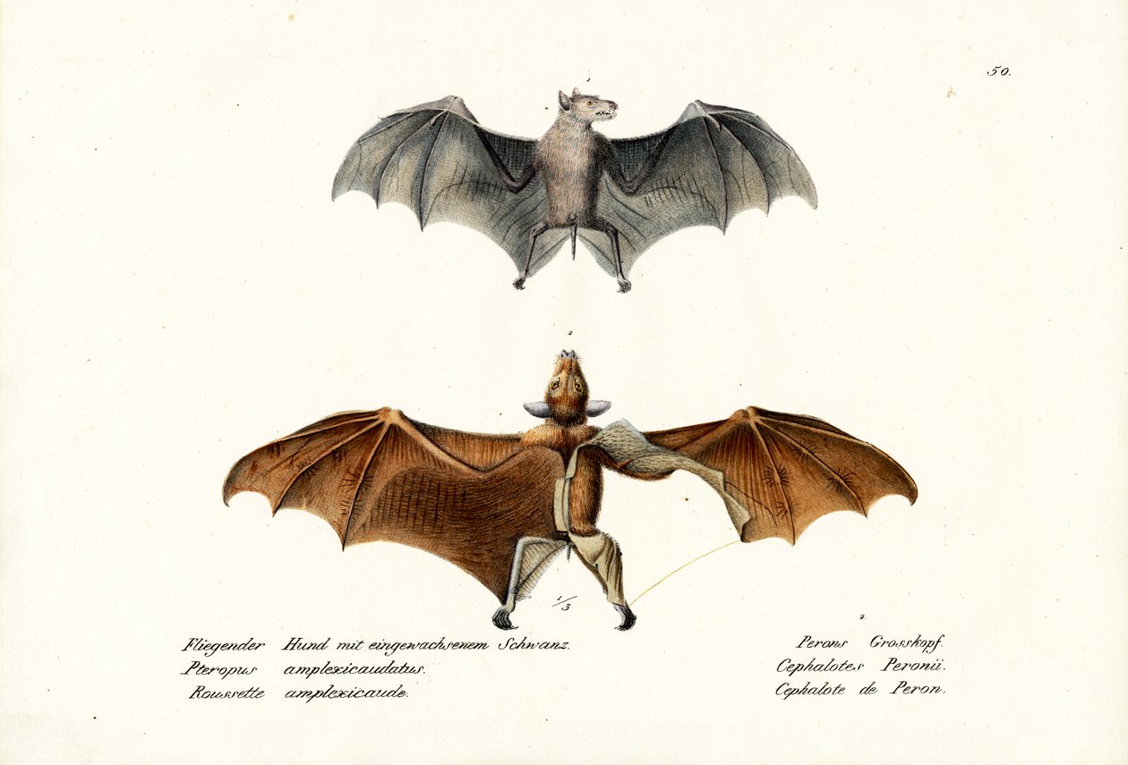 Flyvende ræve, 1824 af Karl Joseph Brodtmann