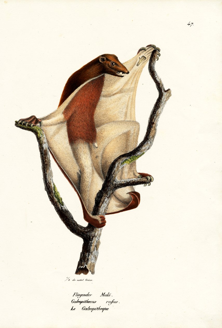 Flyvende lemur, 1824 af Karl Joseph Brodtmann