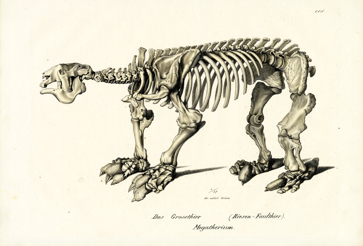 Giant Ground Dovendyr, 1824 af Karl Joseph Brodtmann