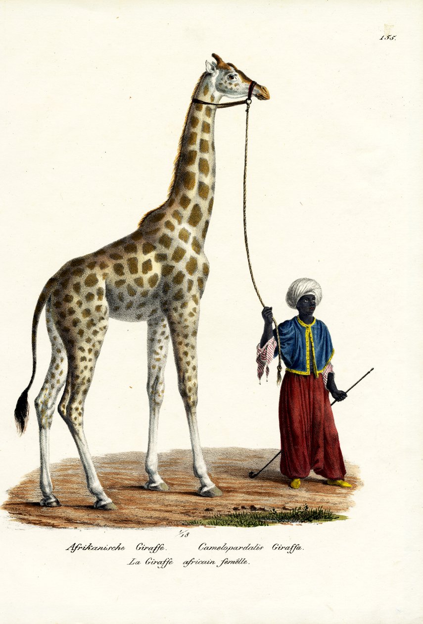 Giraf, 1824 af Karl Joseph Brodtmann