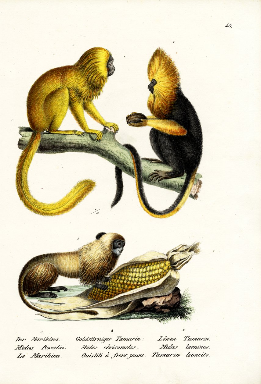 Golden Lion Tamarin, 1824 af Karl Joseph Brodtmann