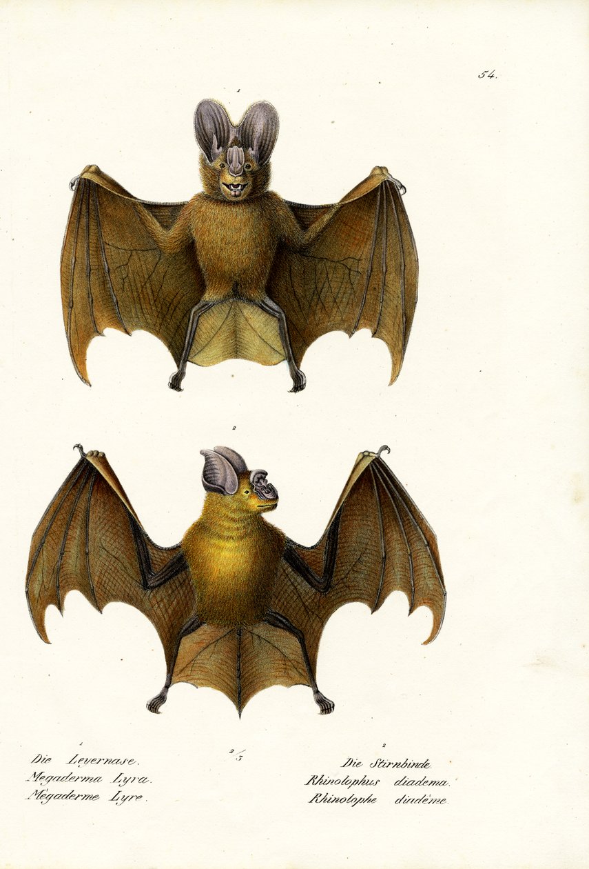 Større falsk vampyrflagermus, 1824 af Karl Joseph Brodtmann