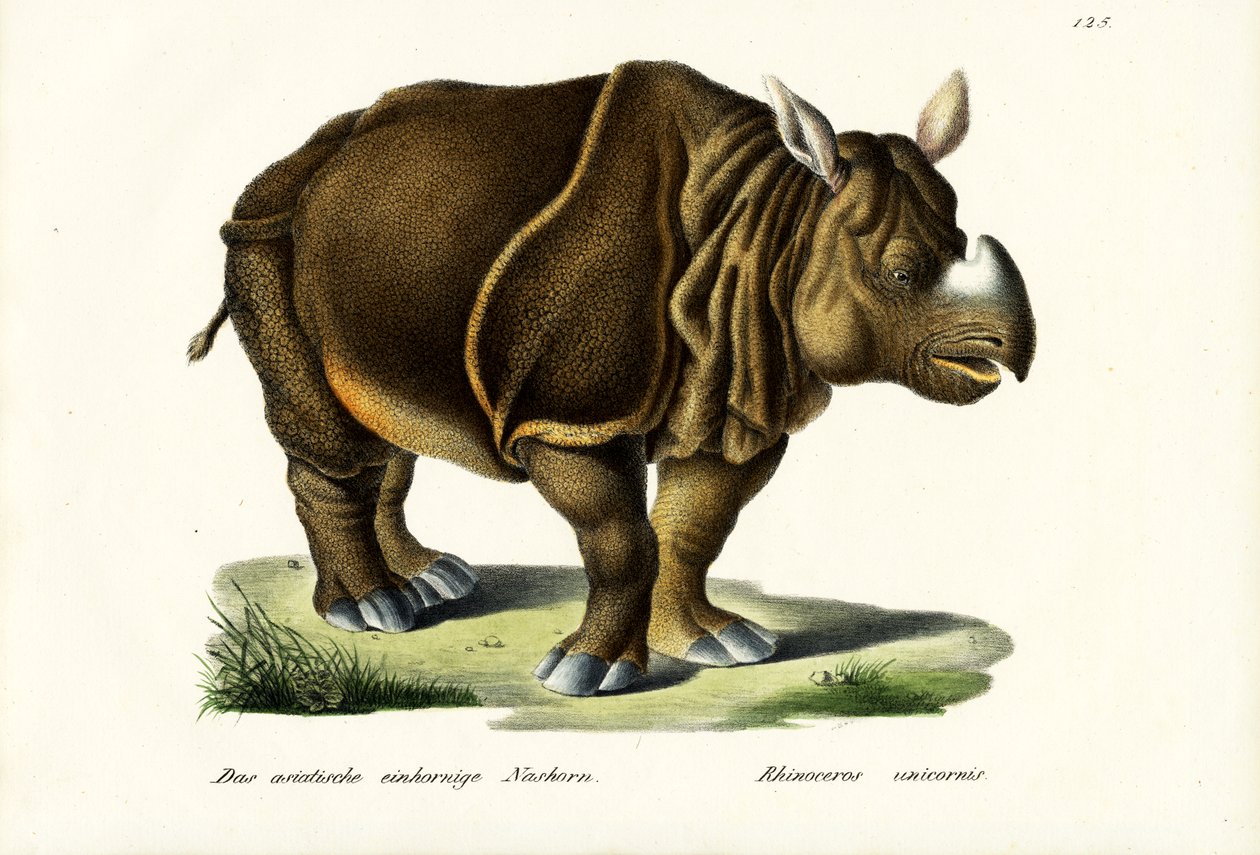 Greater Indian Rhinoceros, 1824 af Karl Joseph Brodtmann