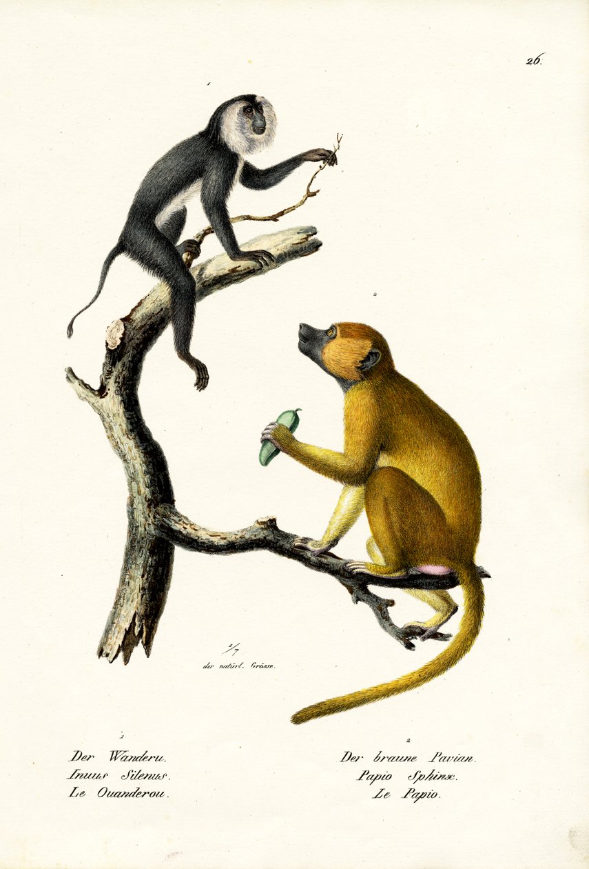 Grå Langur, 1824 af Karl Joseph Brodtmann