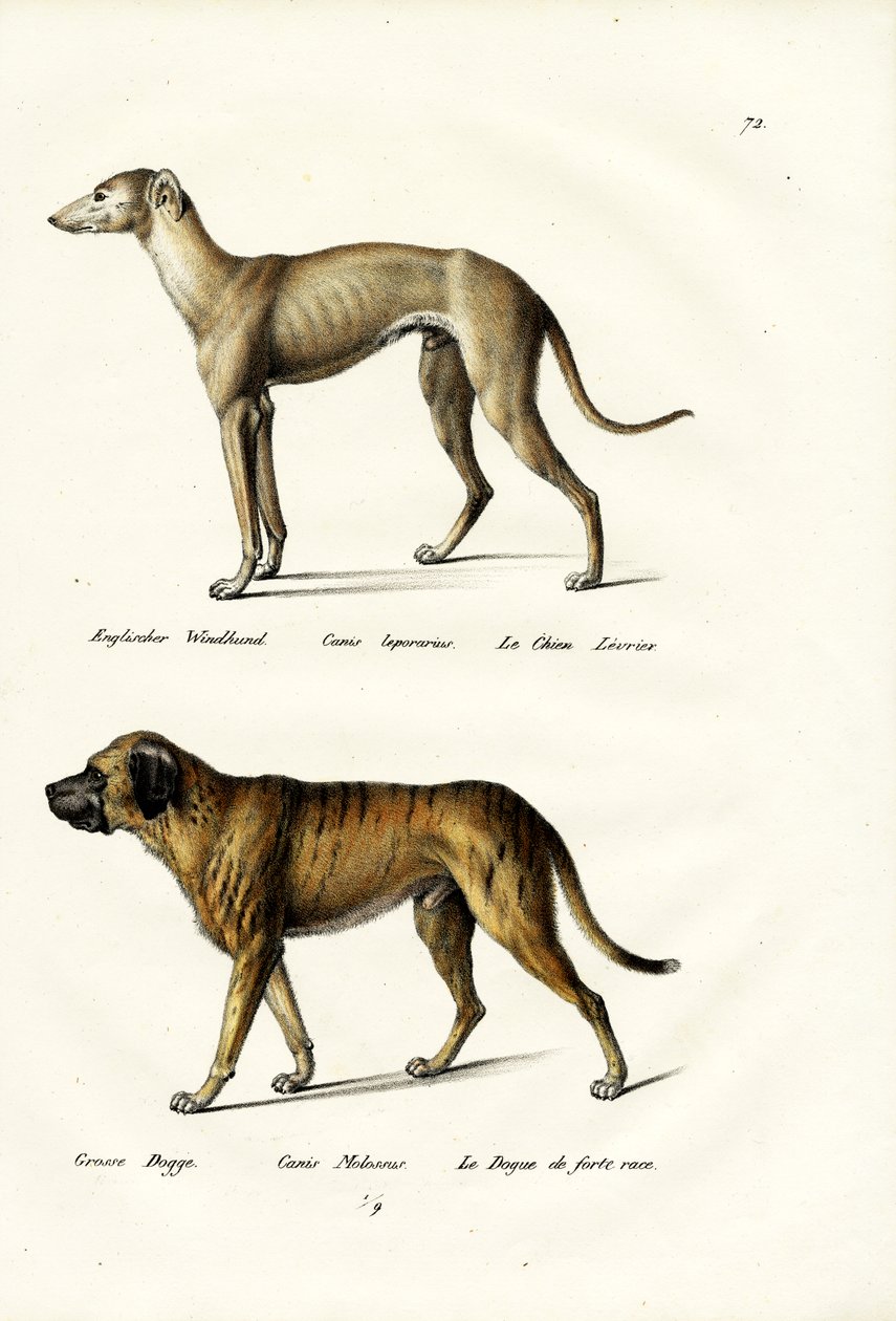 Greyhound, 1824 af Karl Joseph Brodtmann