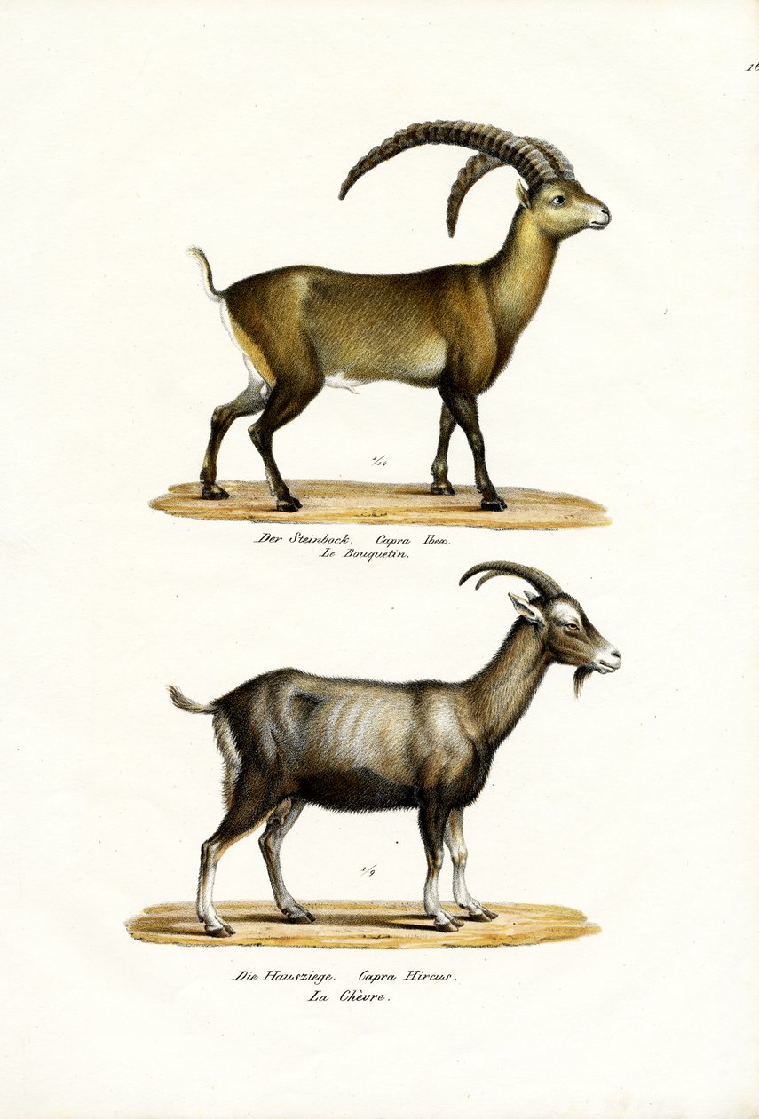 Ibex, 1824 af Karl Joseph Brodtmann