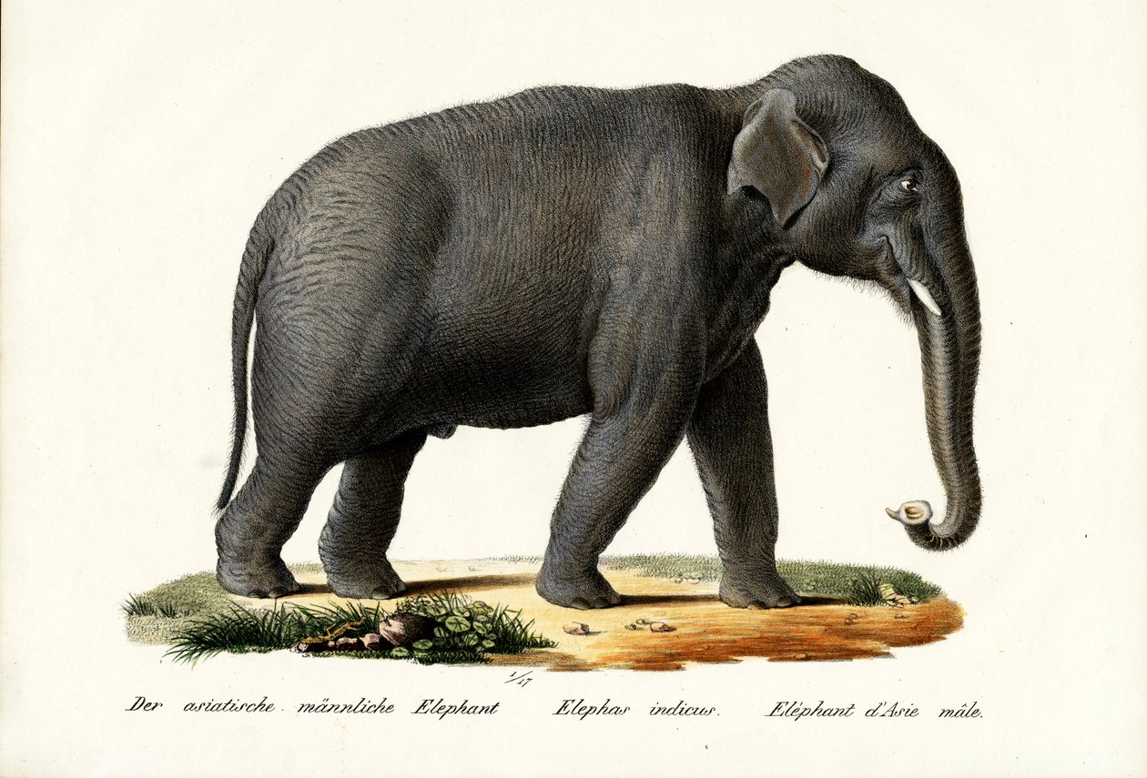 Indisk elefant, 1824 af Karl Joseph Brodtmann