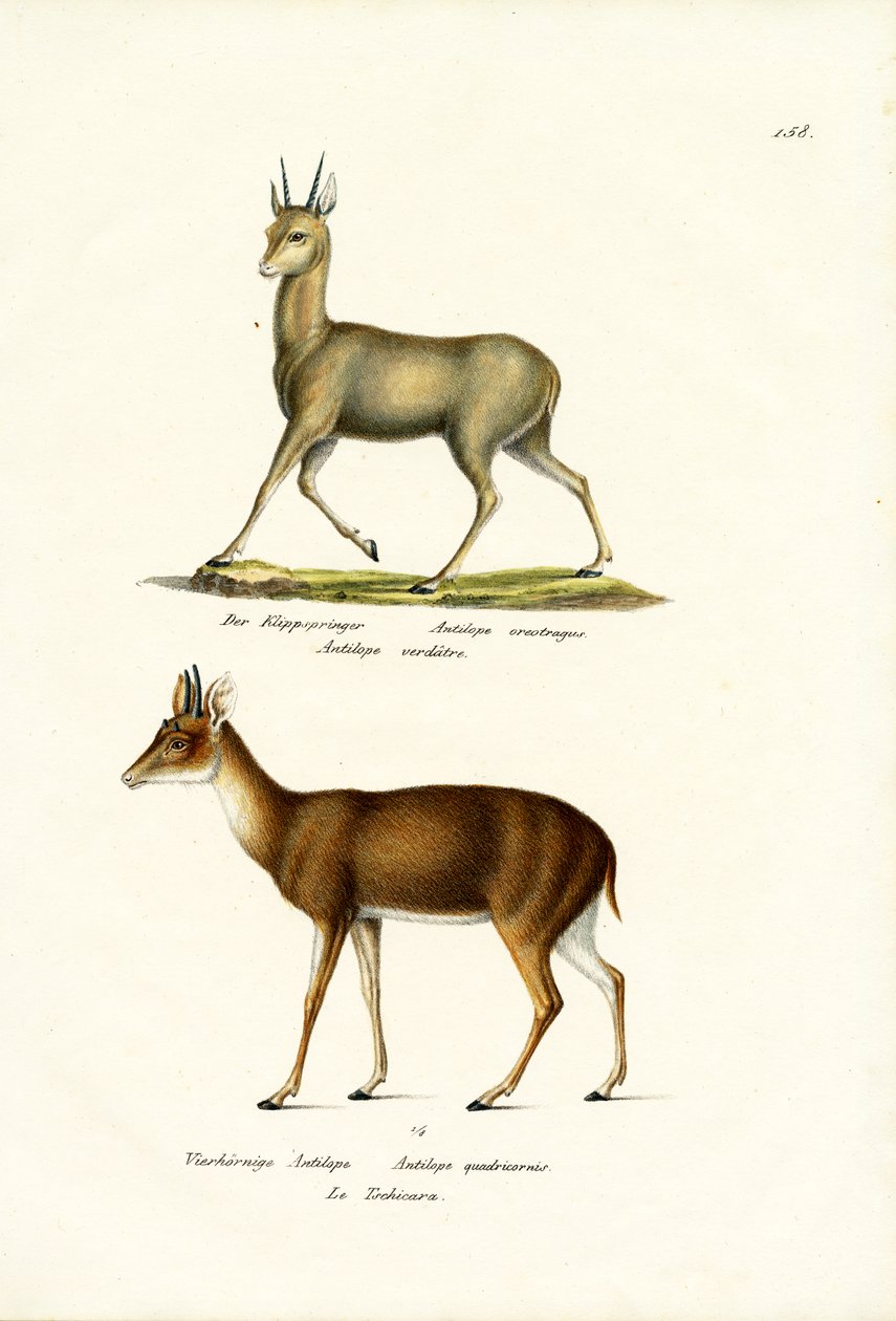 Klipspringer, 1824 af Karl Joseph Brodtmann
