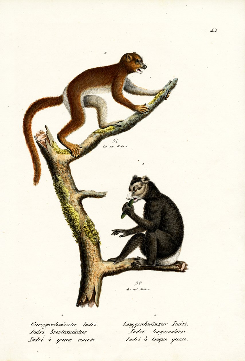 Stor korthalet lemur, 1824 af Karl Joseph Brodtmann