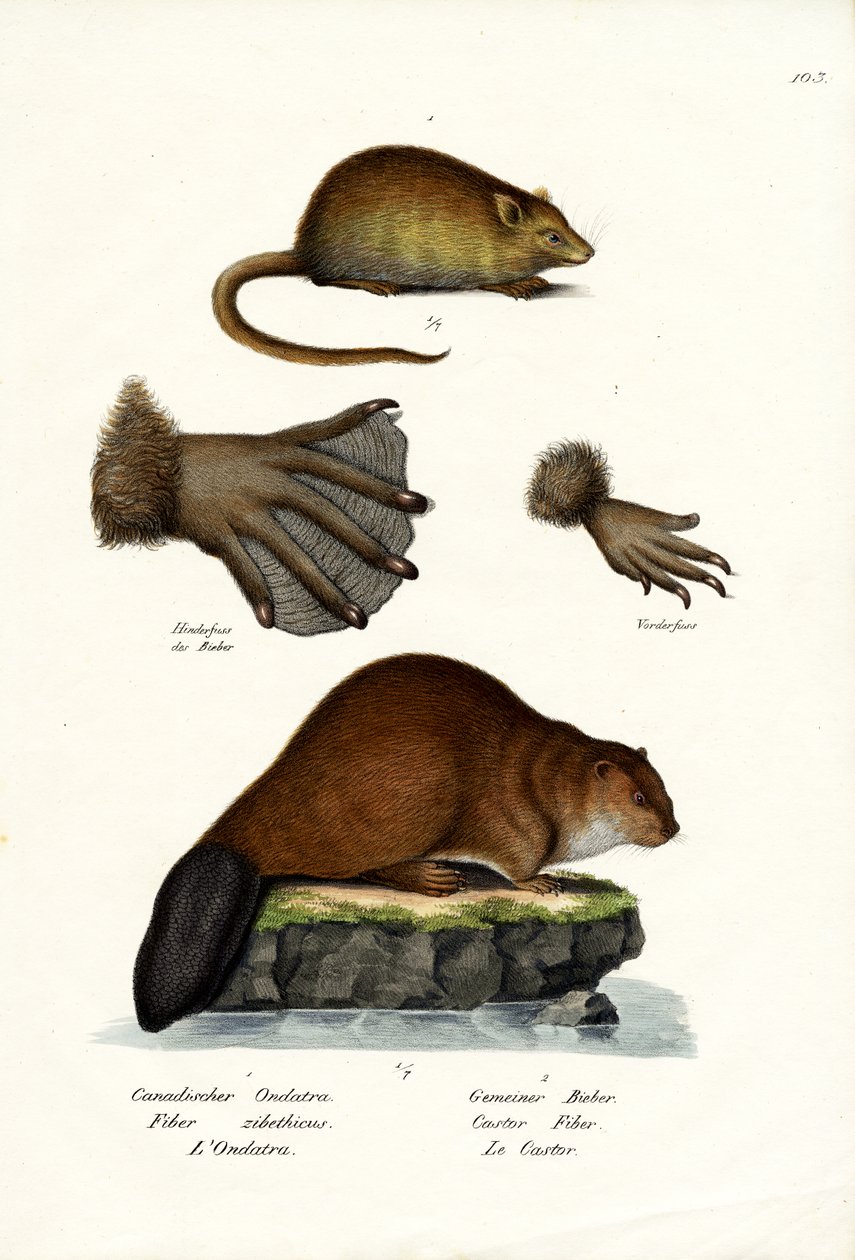 bisamrotte, 1824 af Karl Joseph Brodtmann