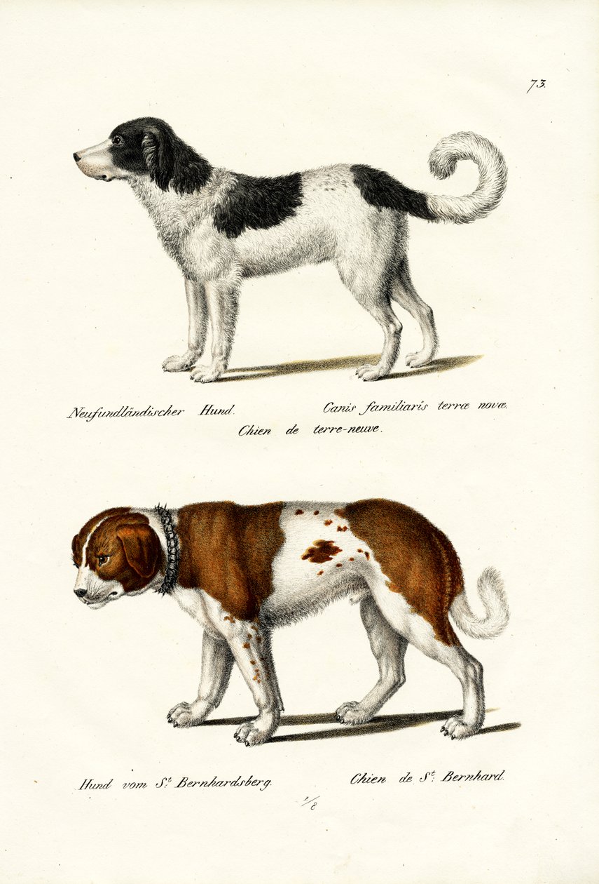 Newfoundland Dog, 1824 af Karl Joseph Brodtmann