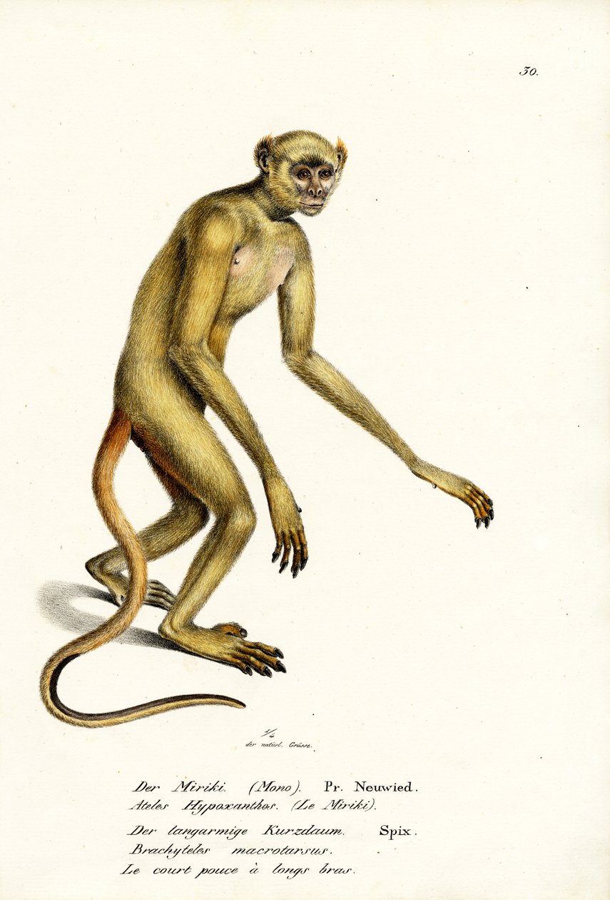 Nordlige Muriqui, 1824 af Karl Joseph Brodtmann