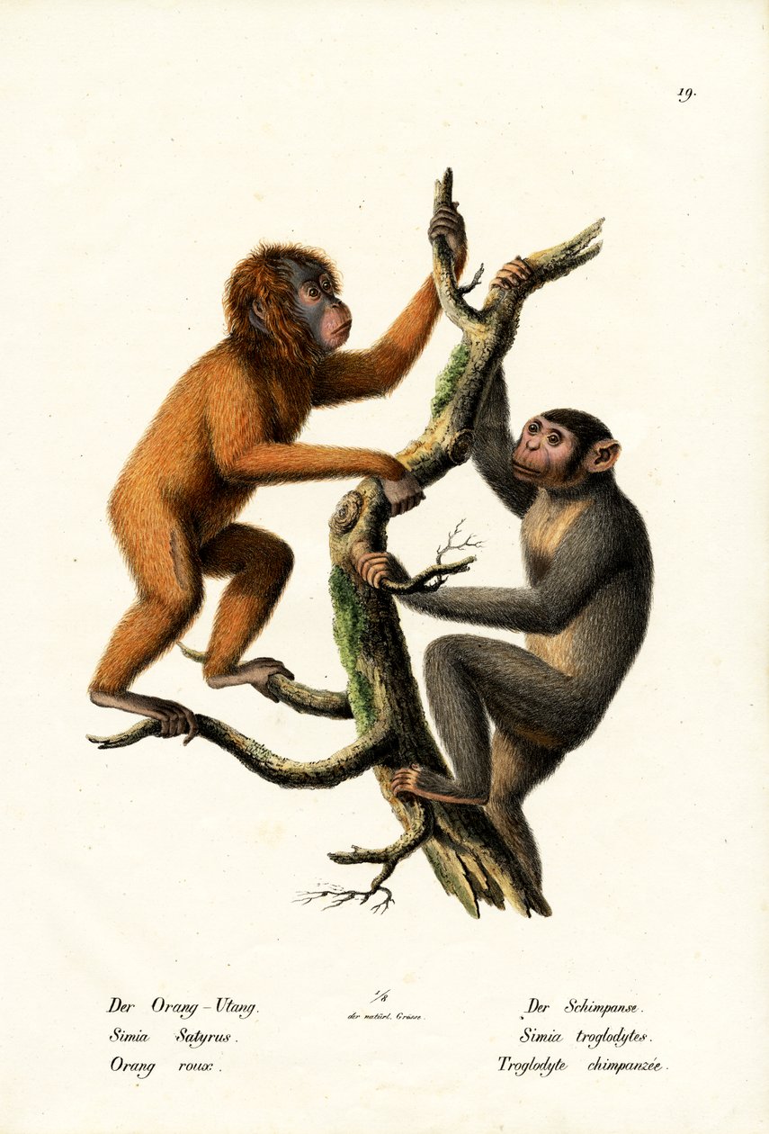 Orangutang, 1824 af Karl Joseph Brodtmann