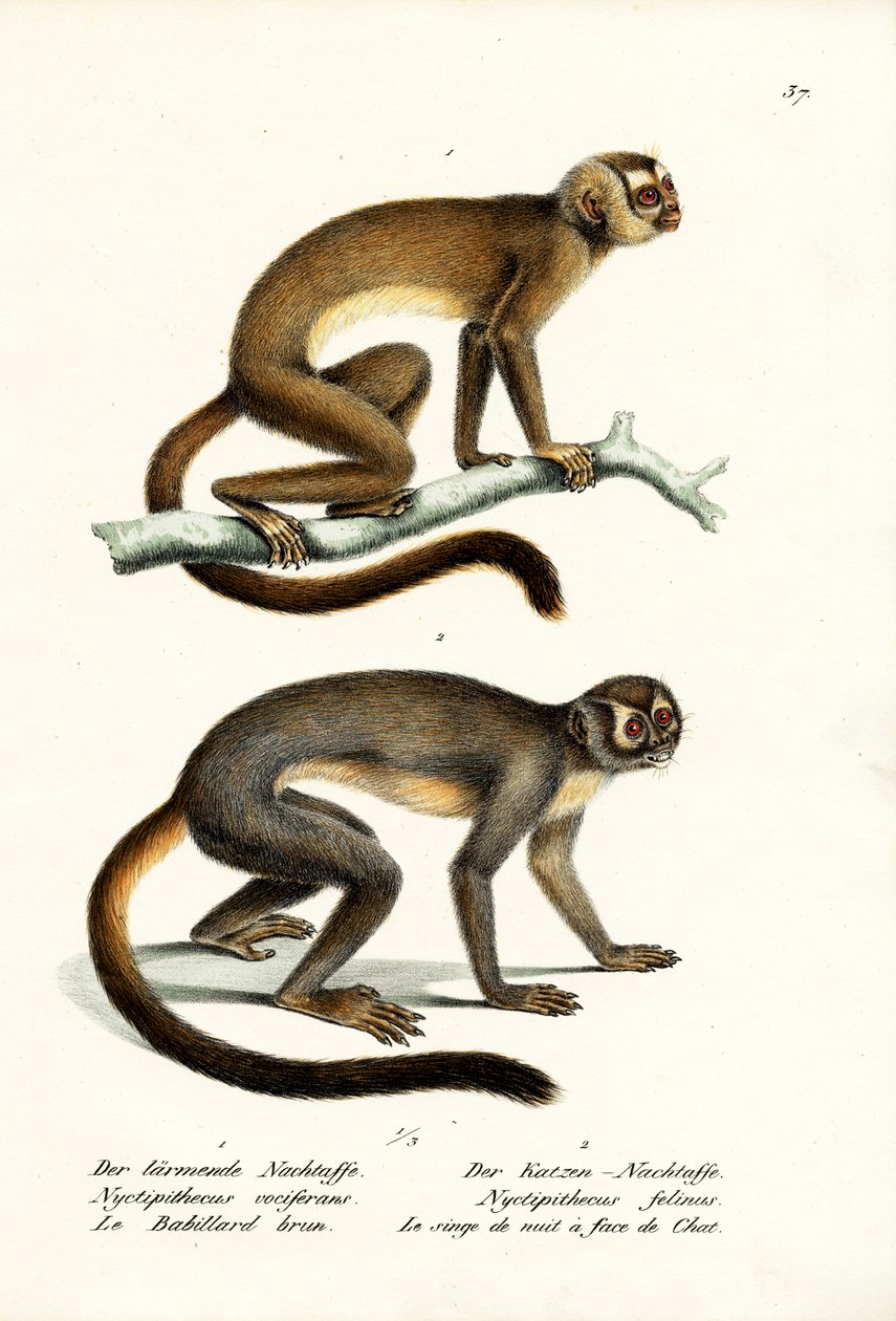 Ugleaber, 1824 af Karl Joseph Brodtmann