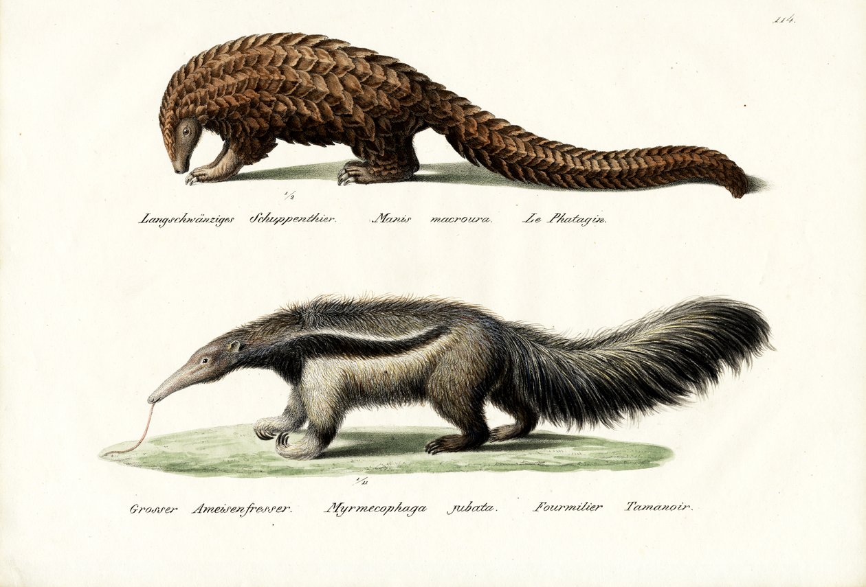 Pangolin Myresluger, 1824 af Karl Joseph Brodtmann