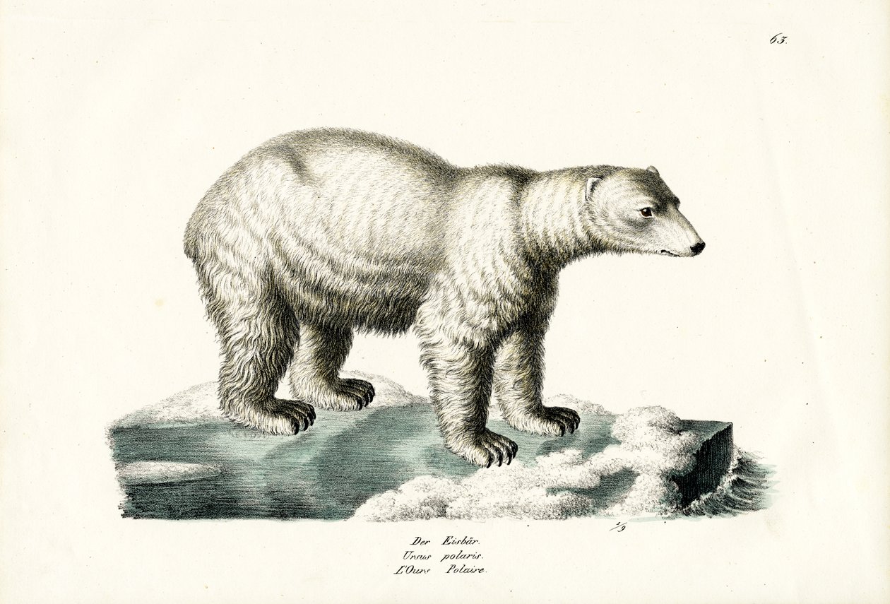 Isbjørn, 1824 af Karl Joseph Brodtmann