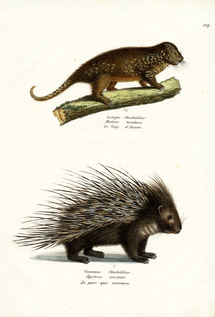 Porcupines, 1824 af Karl Joseph Brodtmann