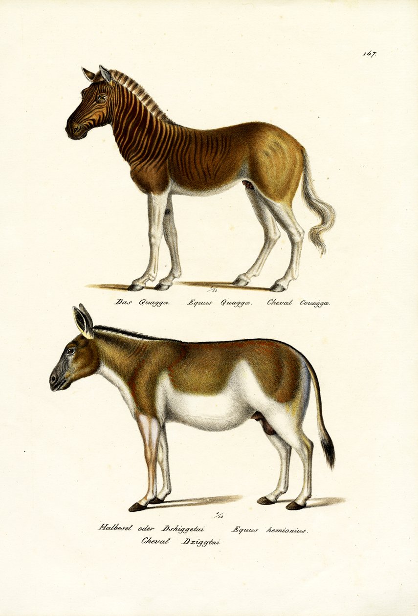 Quagga, 1824 af Karl Joseph Brodtmann